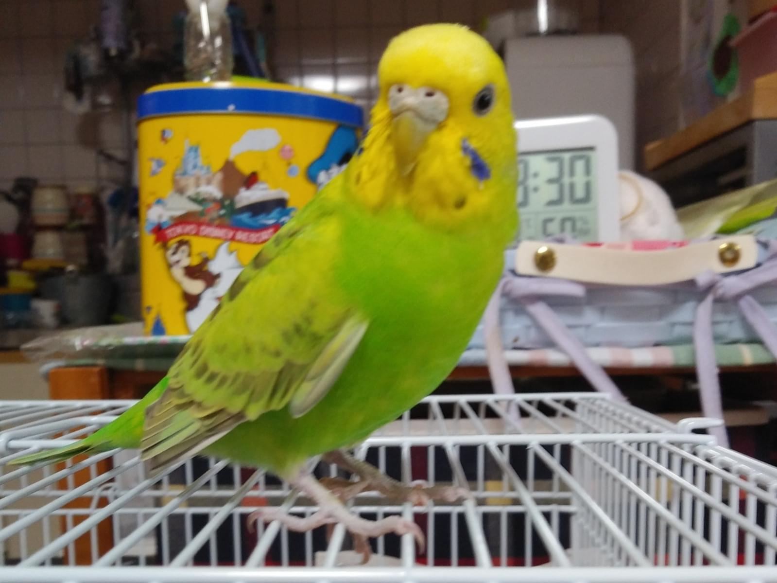 保護された鳥 保護された鳥