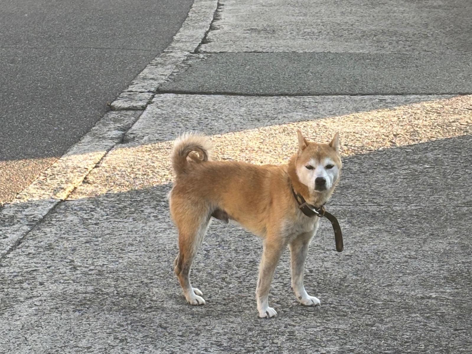 目撃された犬
