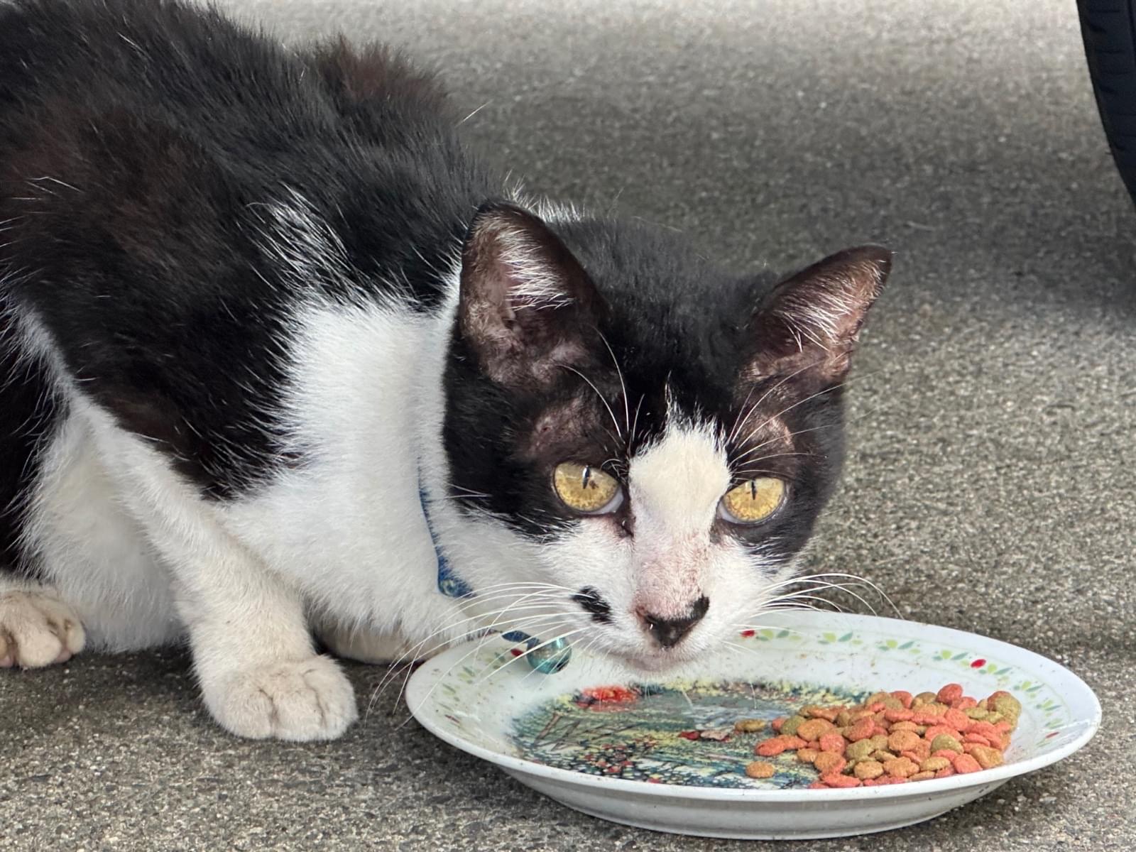 目撃された猫 目撃された猫