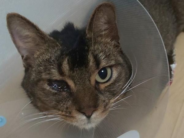 保護された猫 保護された猫