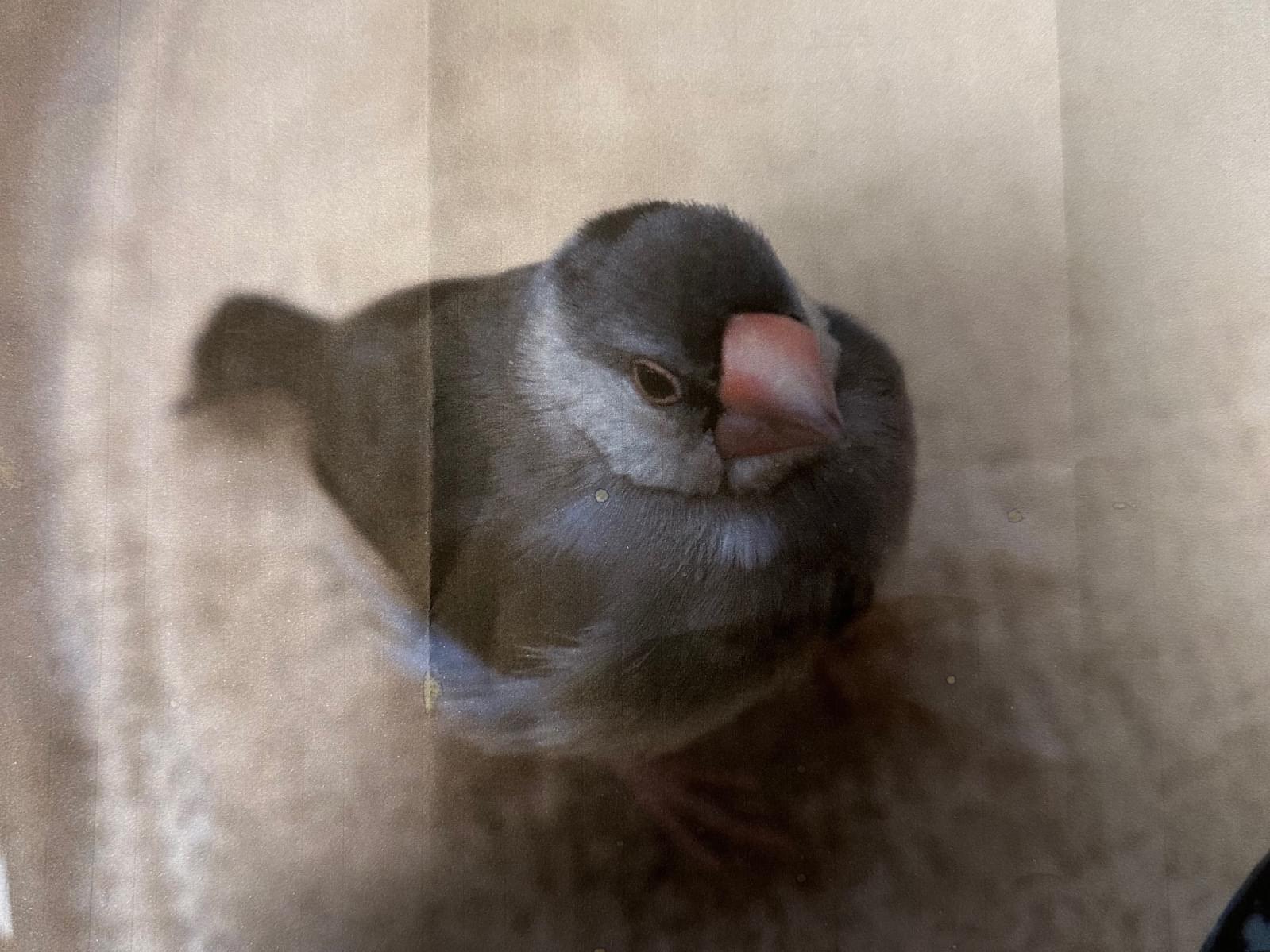 保護された鳥 保護された鳥