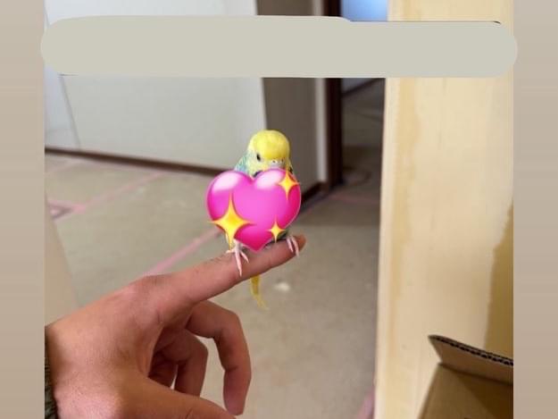 保護された鳥 保護された鳥