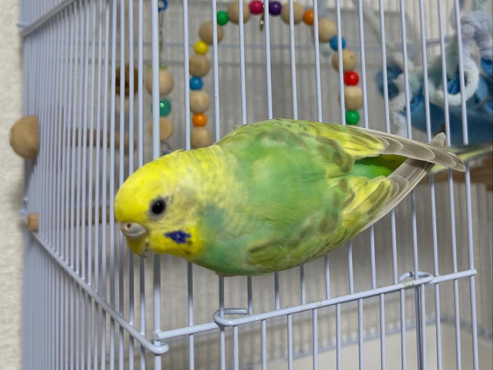 ムムちゃん ムムちゃん