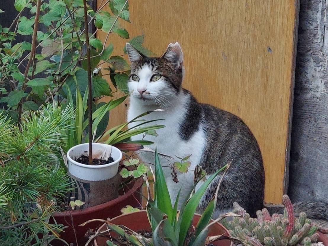 目撃された猫 目撃された猫