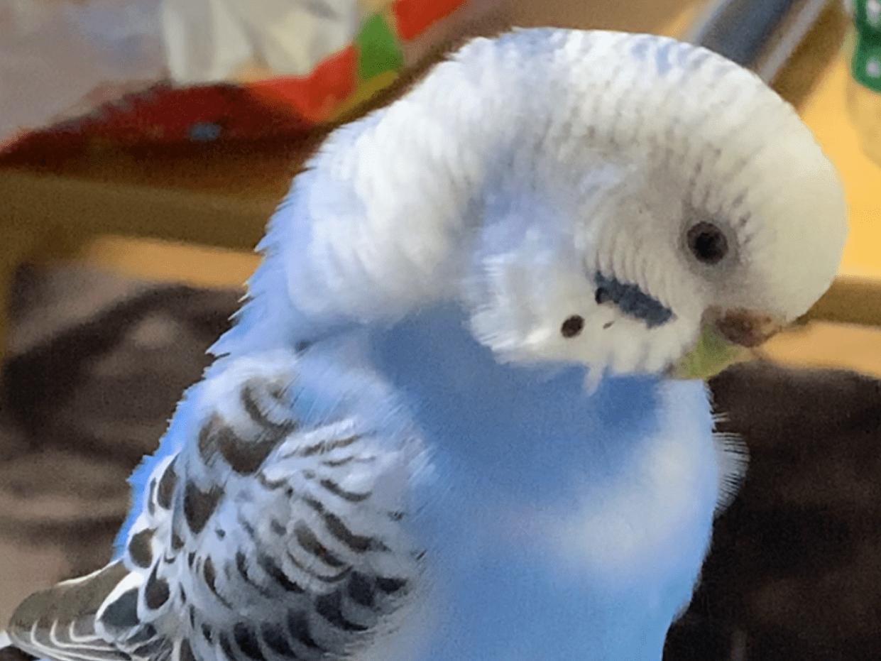 マツちゃん マツちゃん
