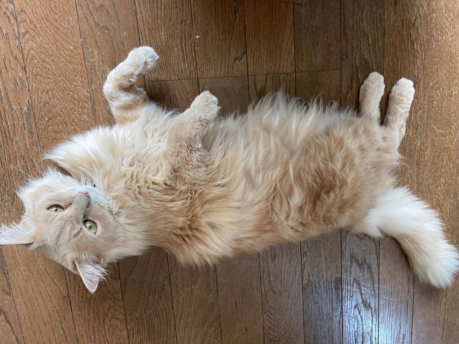 きゅーたちゃん