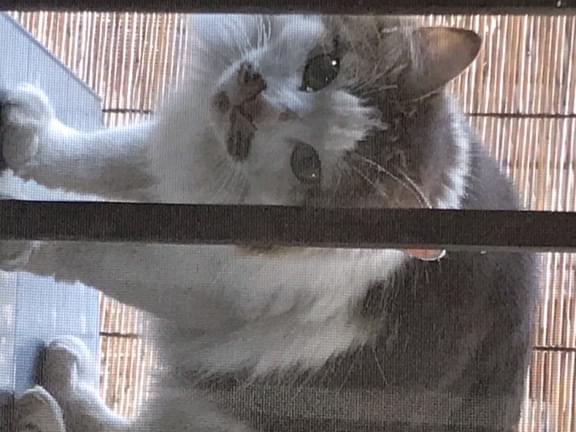 目撃された猫 目撃された猫
