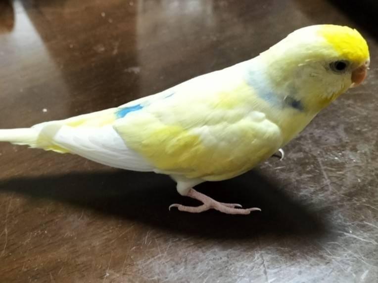 ぴいちゃん ぴいちゃん