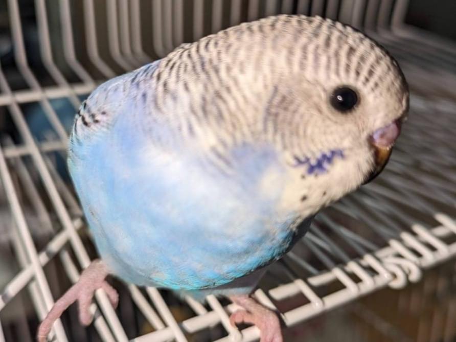 くぅちゃん くぅちゃん