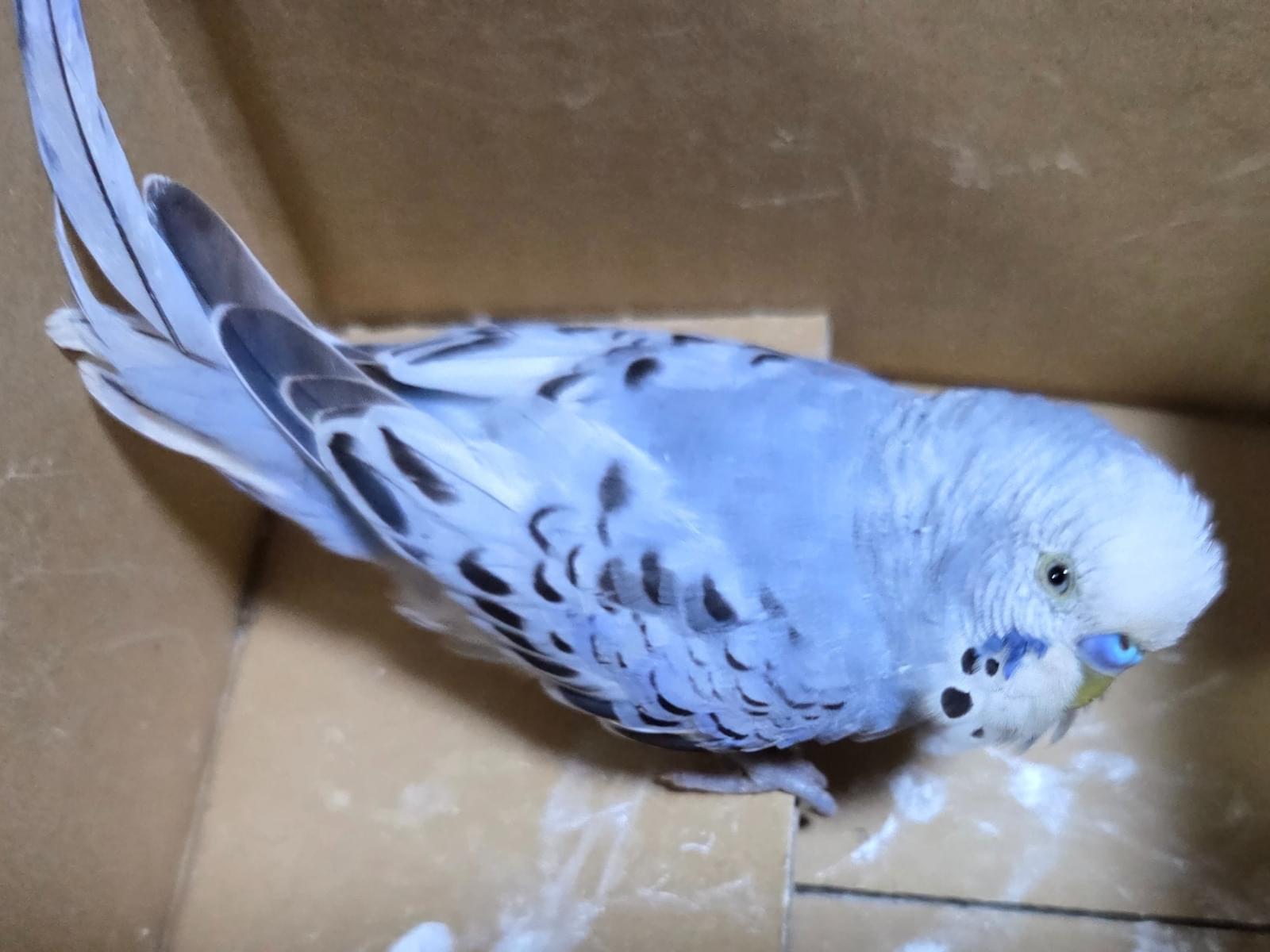 保護された鳥