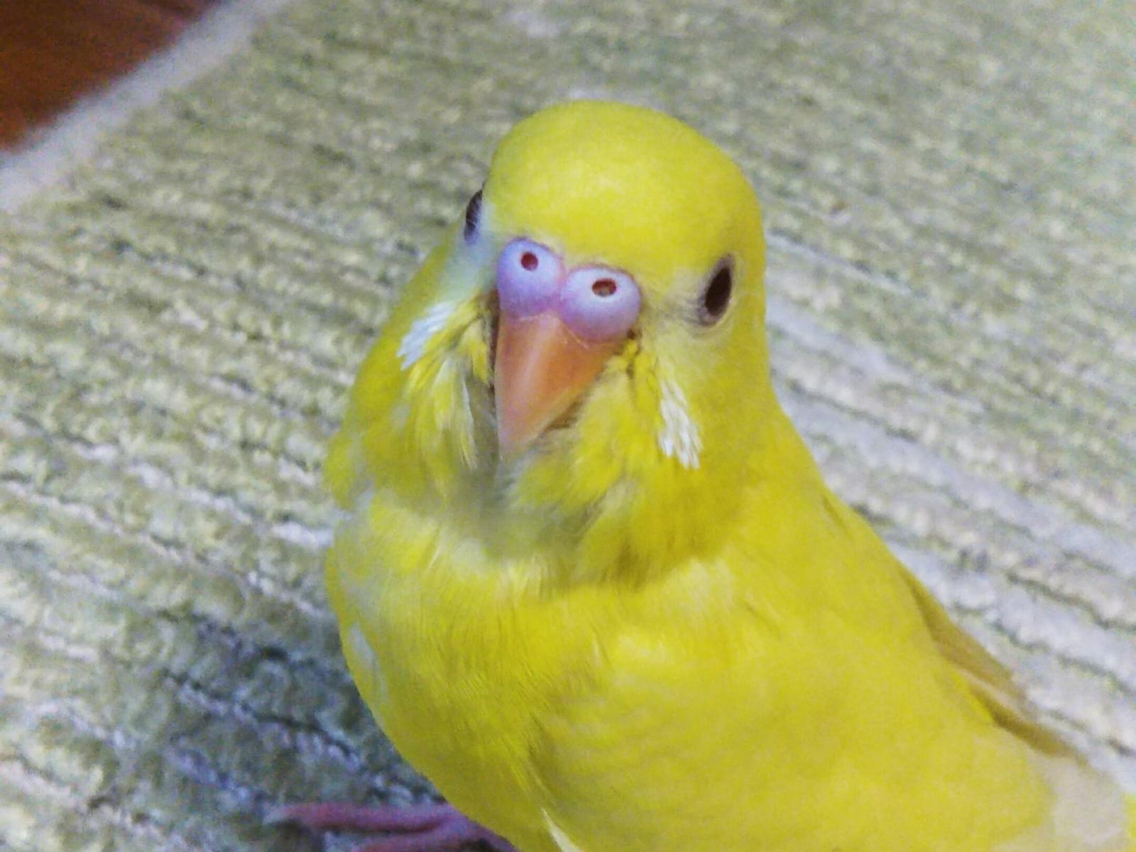 すーちゃん すーちゃん