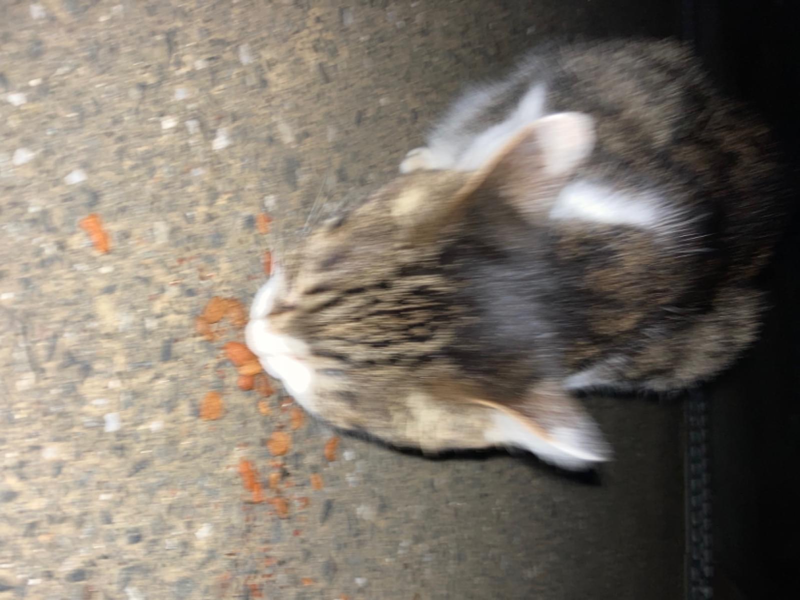 目撃された猫 目撃された猫