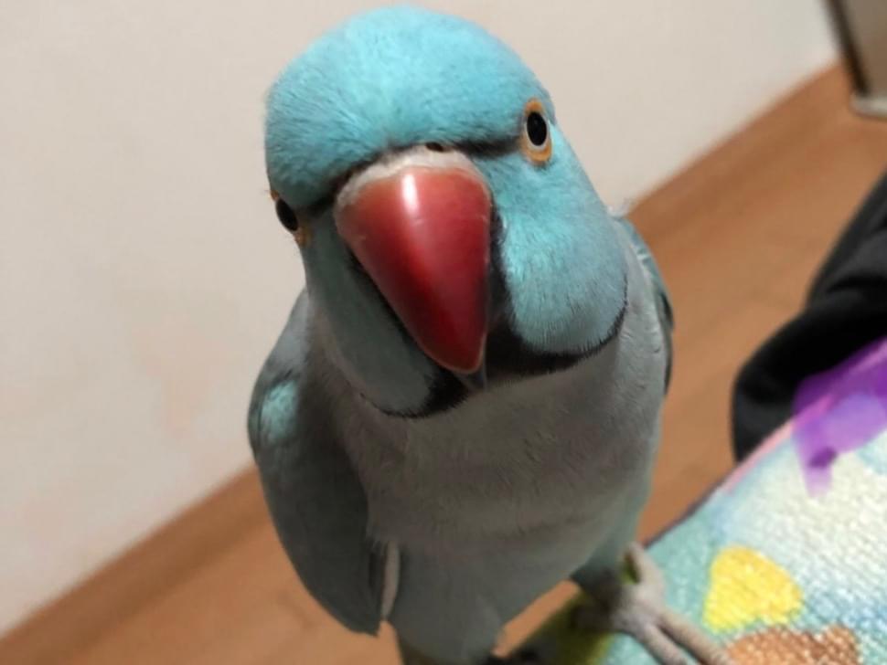 あおちゃん あおちゃん