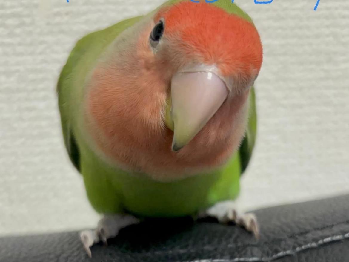 クッパちゃん クッパちゃん