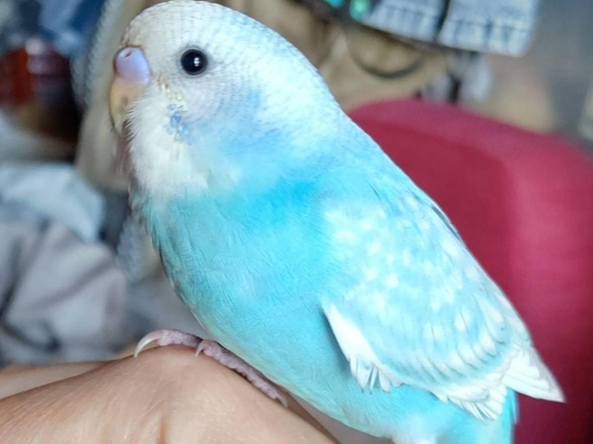 ぴーたん。ちゃん ぴーたん。ちゃん