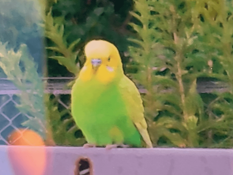 目撃された鳥 目撃された鳥