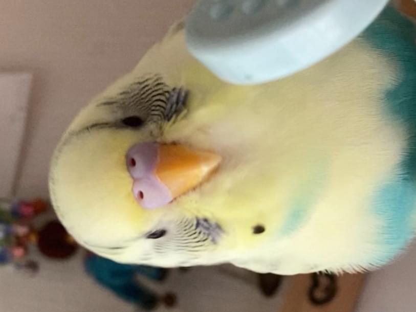 めいちゃん めいちゃん