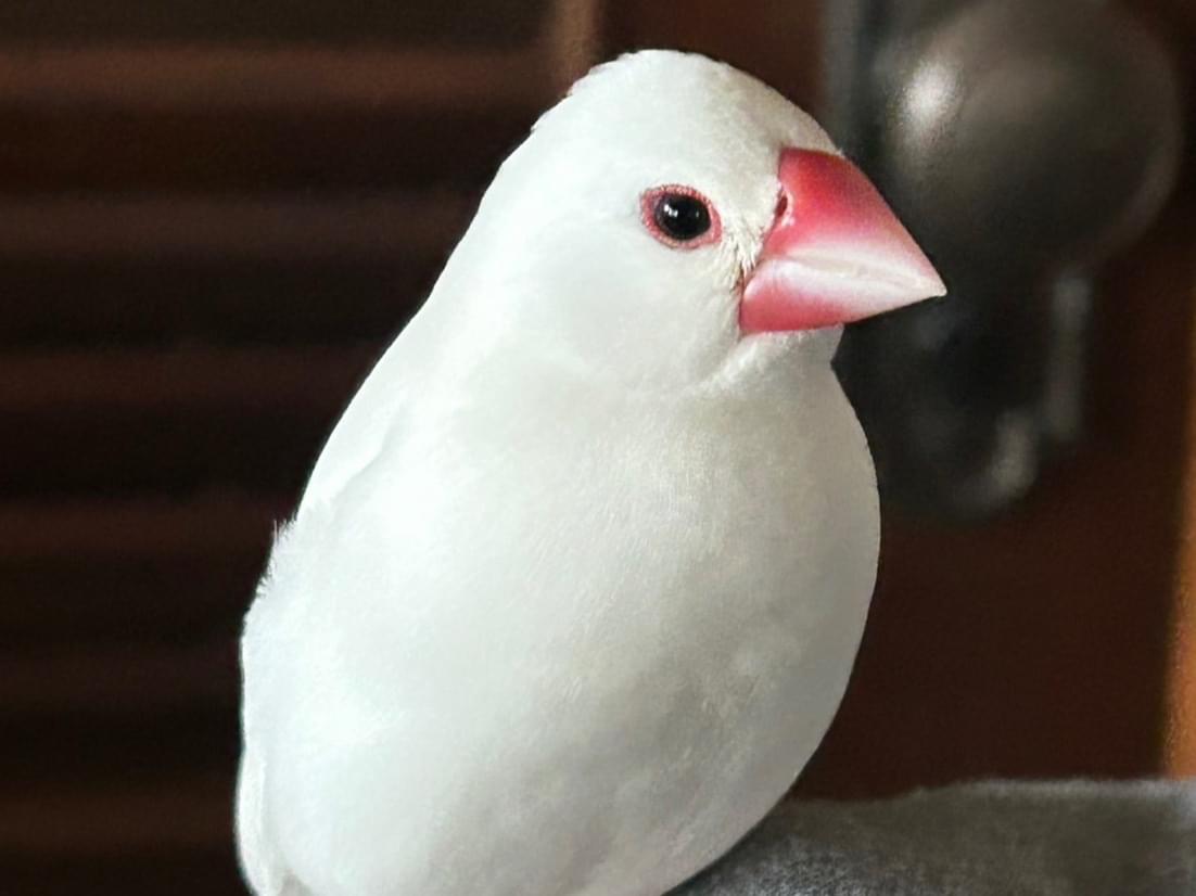 保護された鳥