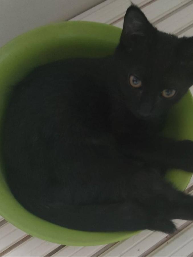 くろねこ＊ページ 小さな黒猫を探してます