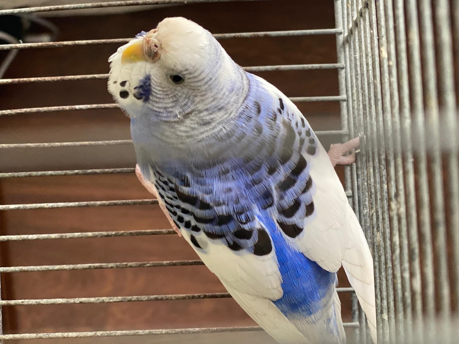 保護された鳥 保護された鳥