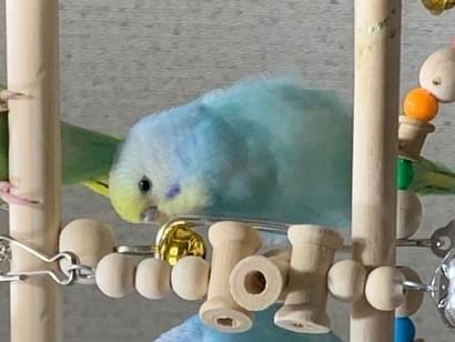 はるちゃん はるちゃん