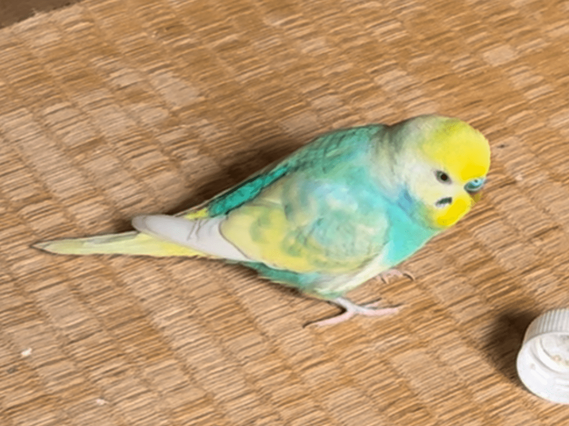 ココちゃん ココちゃん