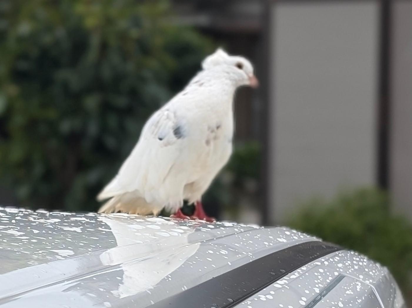 目撃された鳥 目撃された鳥