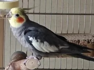 オカメインコ探しています(色はノーマル)