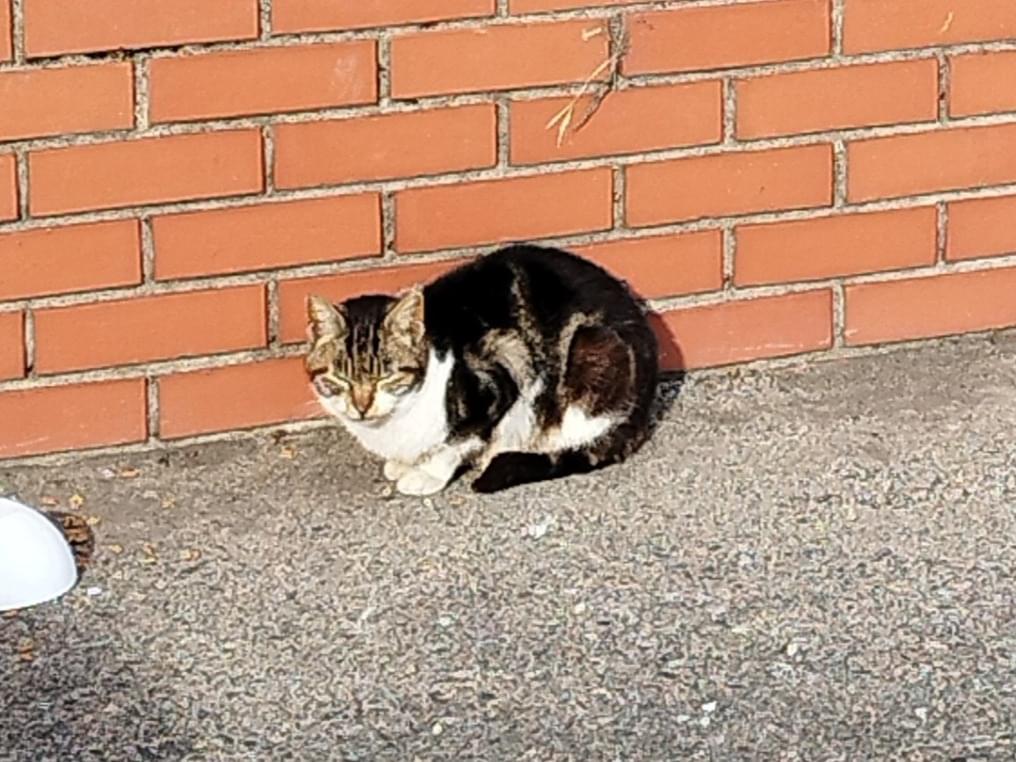 ガッキーちゃん ガッキーちゃん