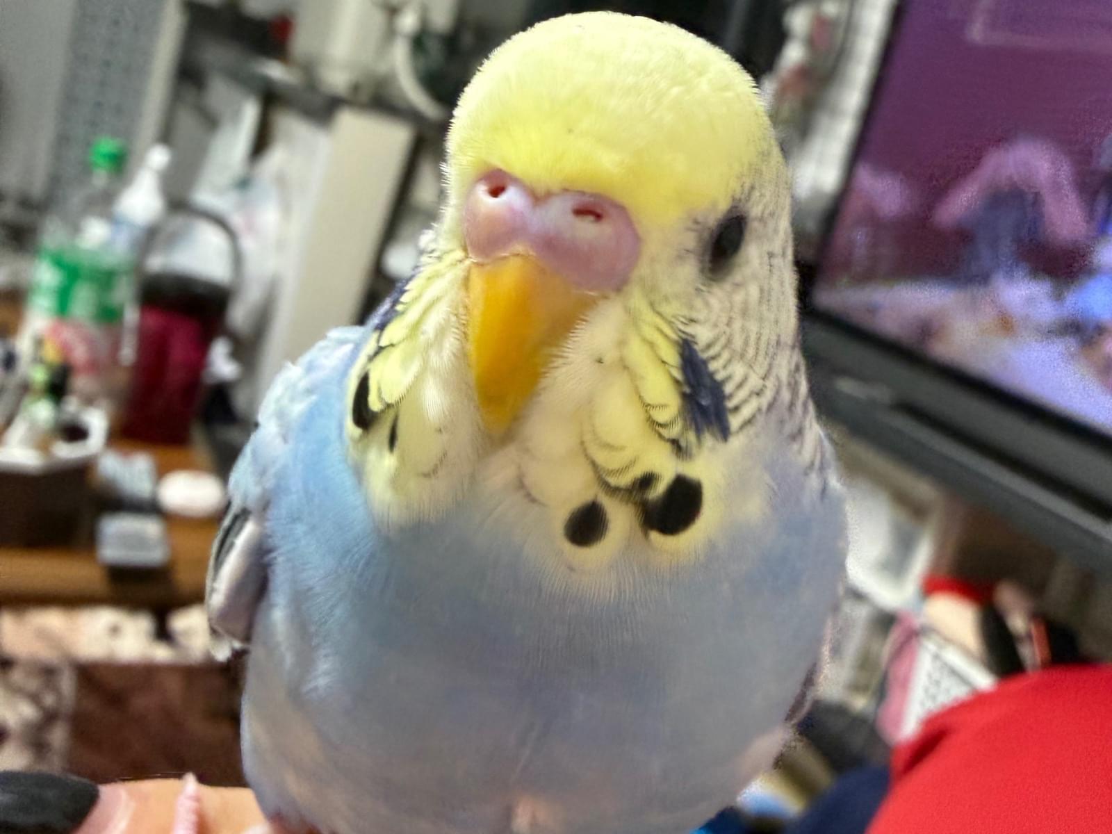 ぴーちゃん