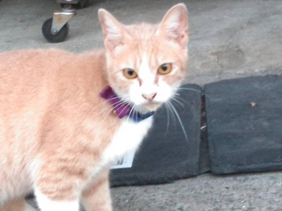 目撃された猫 目撃された猫