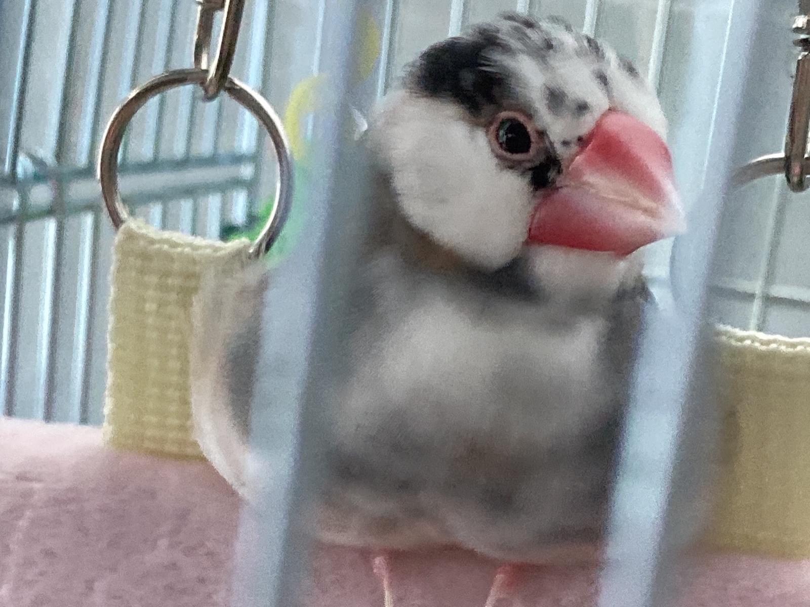 もざちゃん もざちゃん