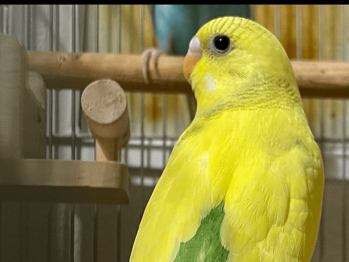 きなこちゃん きなこちゃん