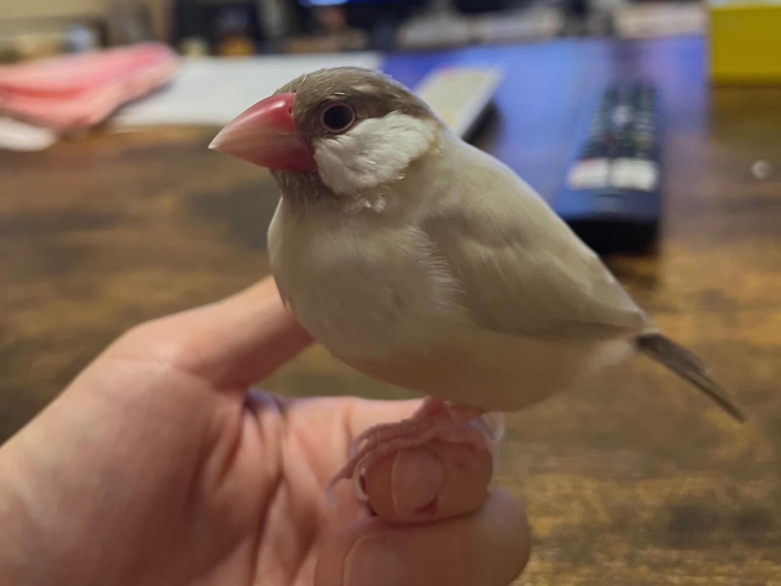 わさびちゃん わさびちゃん