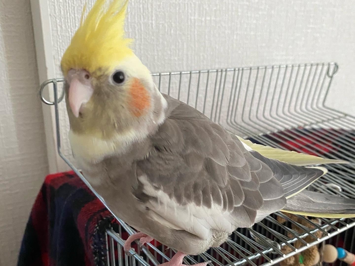 ココたんちゃん ココたんちゃん