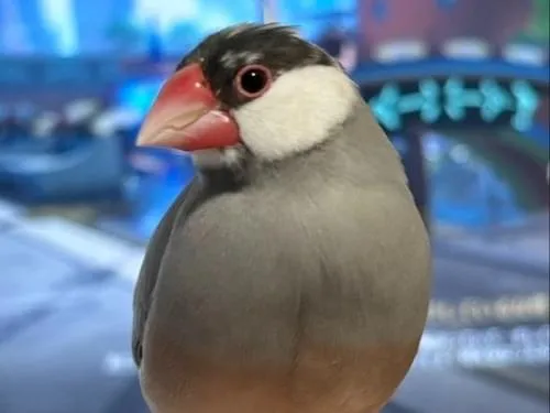 【コメント閲覧用】桜文鳥 桜文鳥を探しています