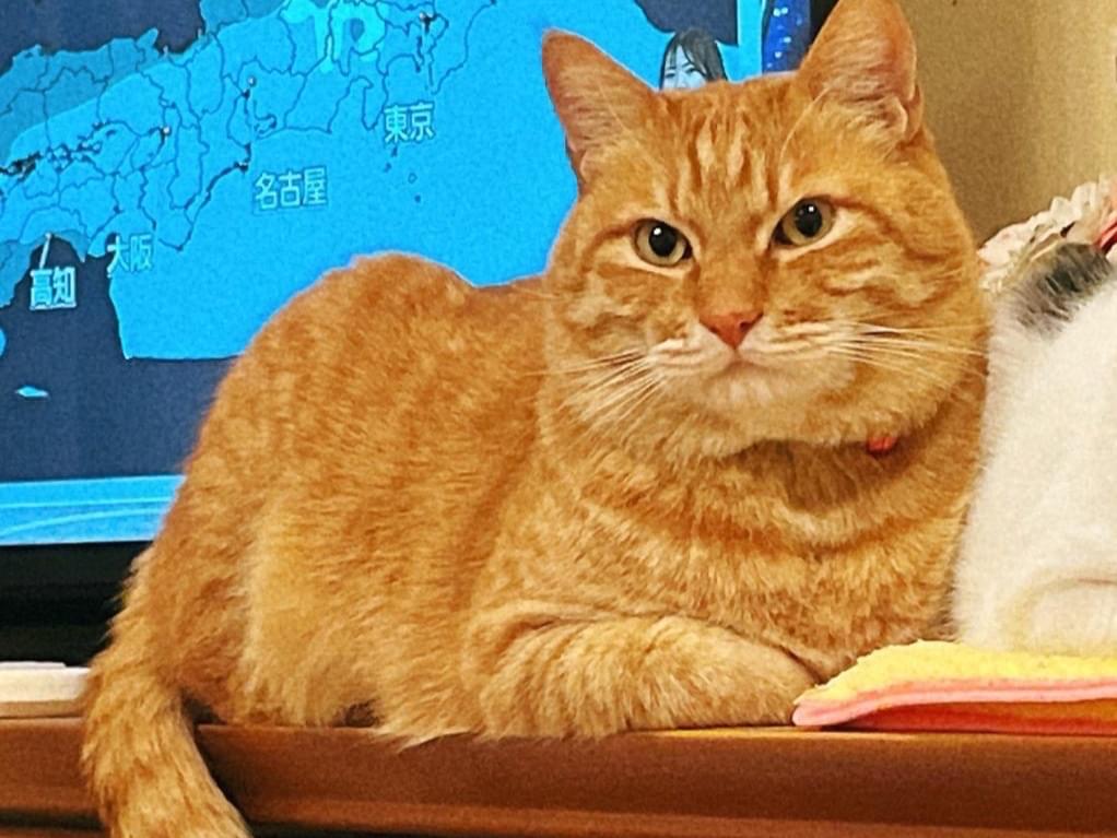 チャチャちゃん チャチャちゃん