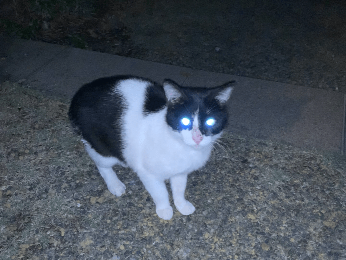 目撃された猫