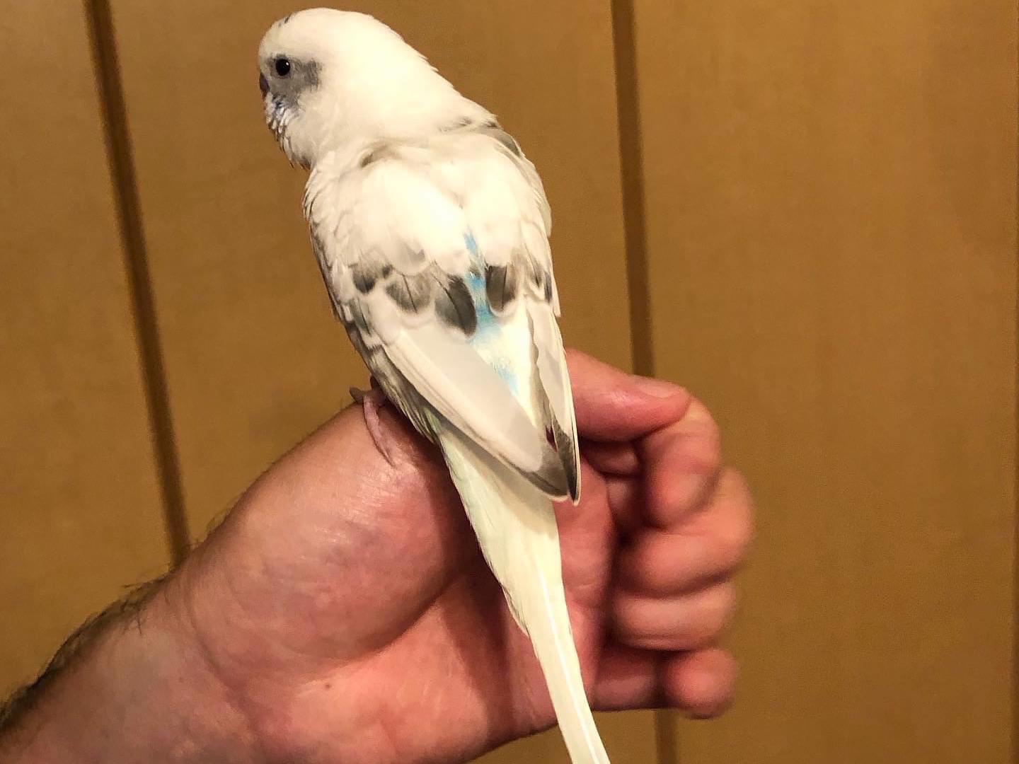 保護された鳥 保護された鳥