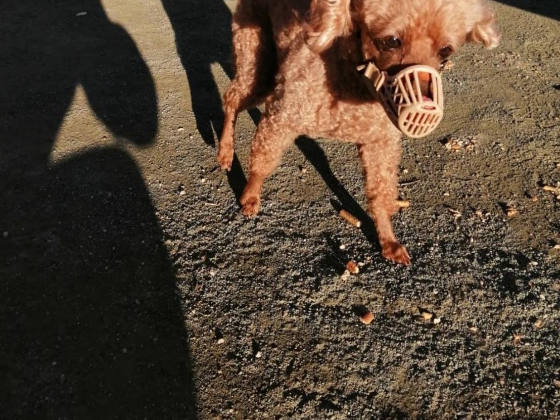目撃された犬 目撃された犬