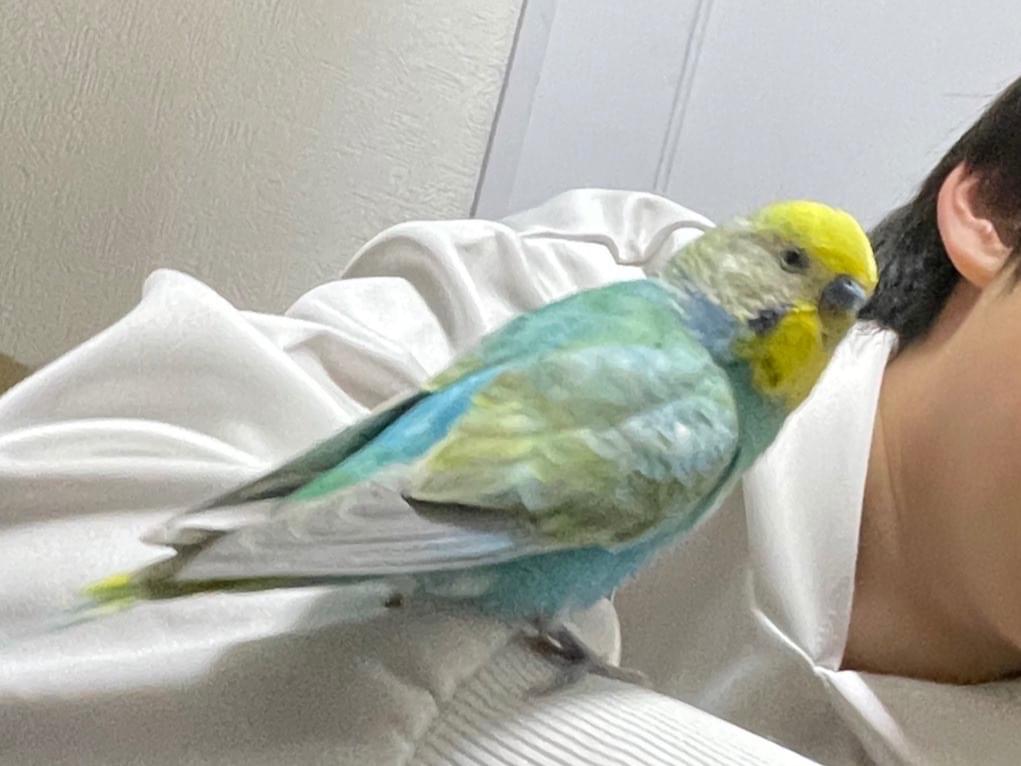 保護された鳥 保護された鳥