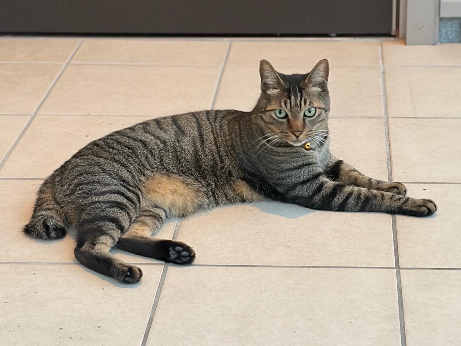 目撃された猫 目撃された猫