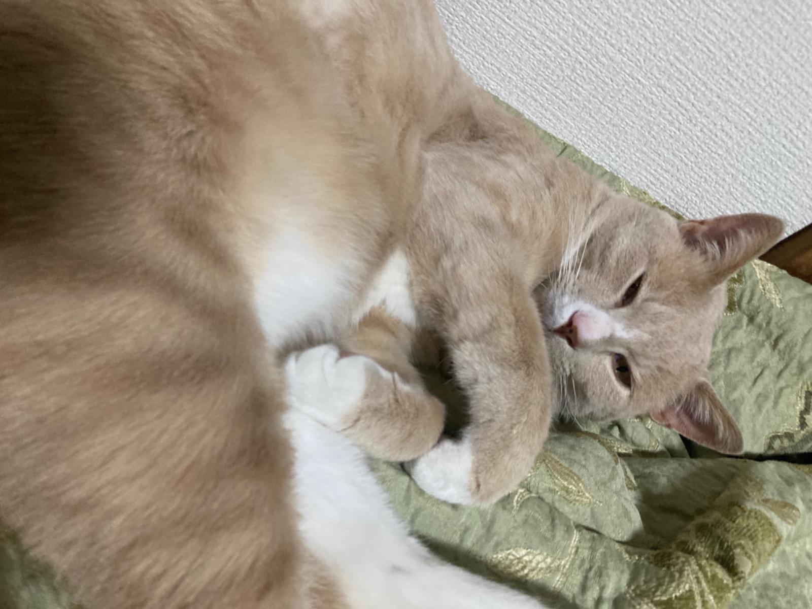 ななちゃん ななちゃん
