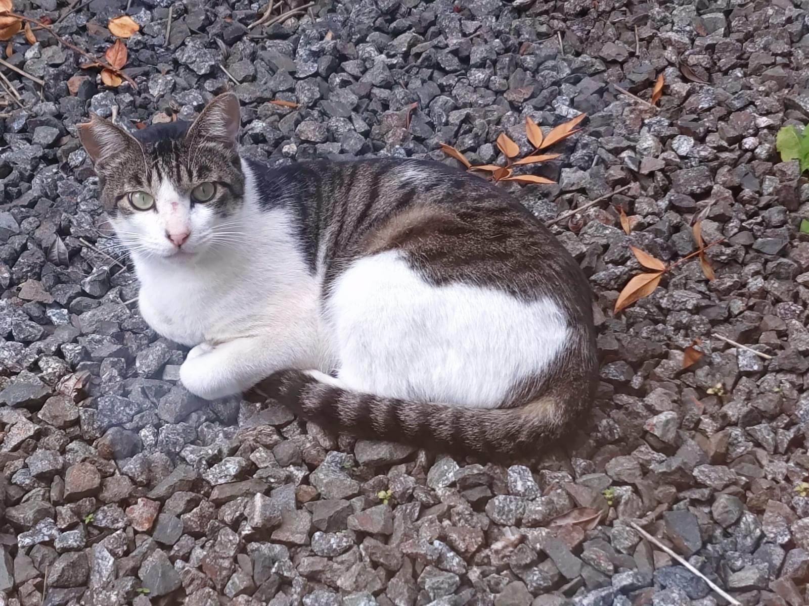目撃された猫 目撃された猫
