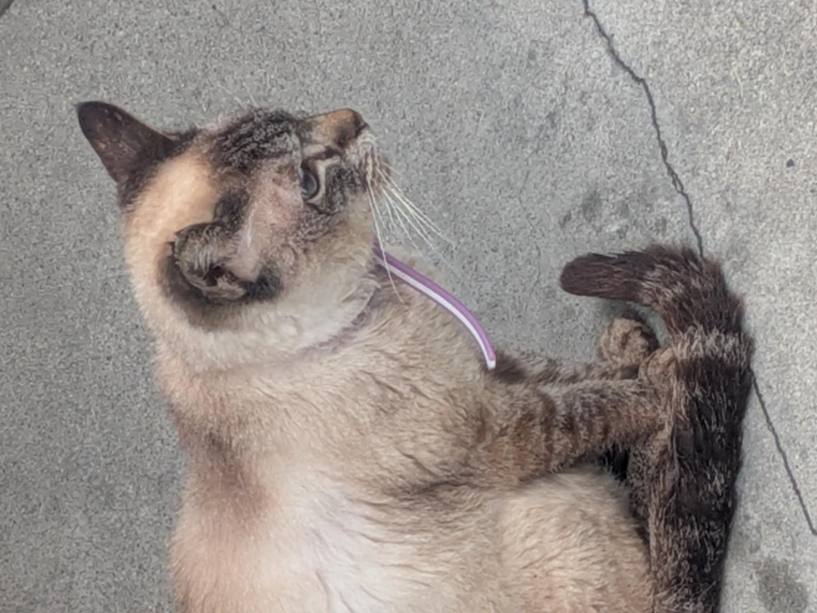 目撃された猫