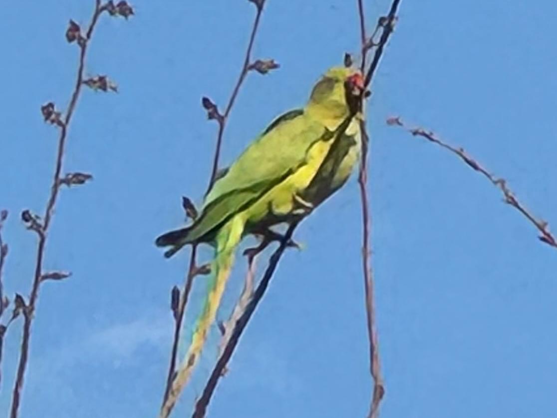 目撃された鳥 目撃された鳥