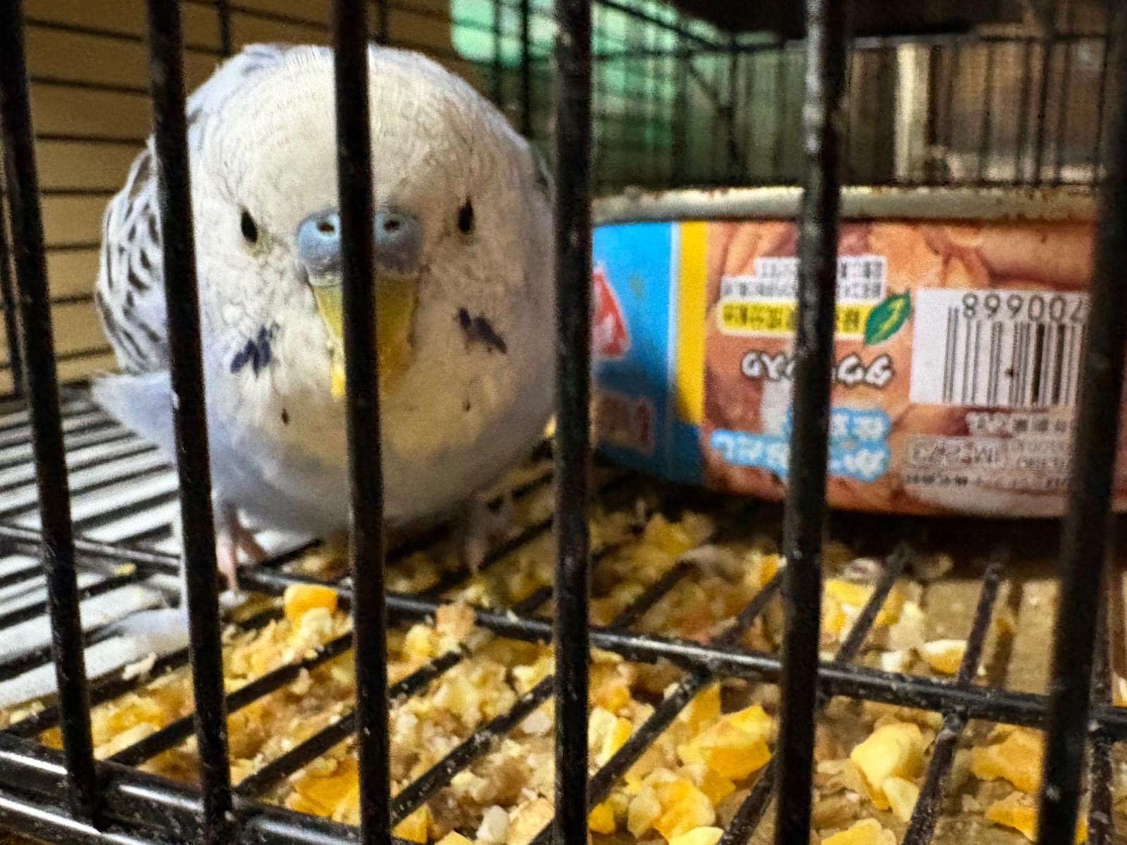 保護された鳥 保護された鳥
