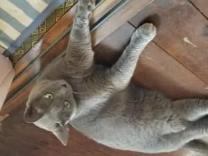 全身グレーの猫ちゃん探してます‼️