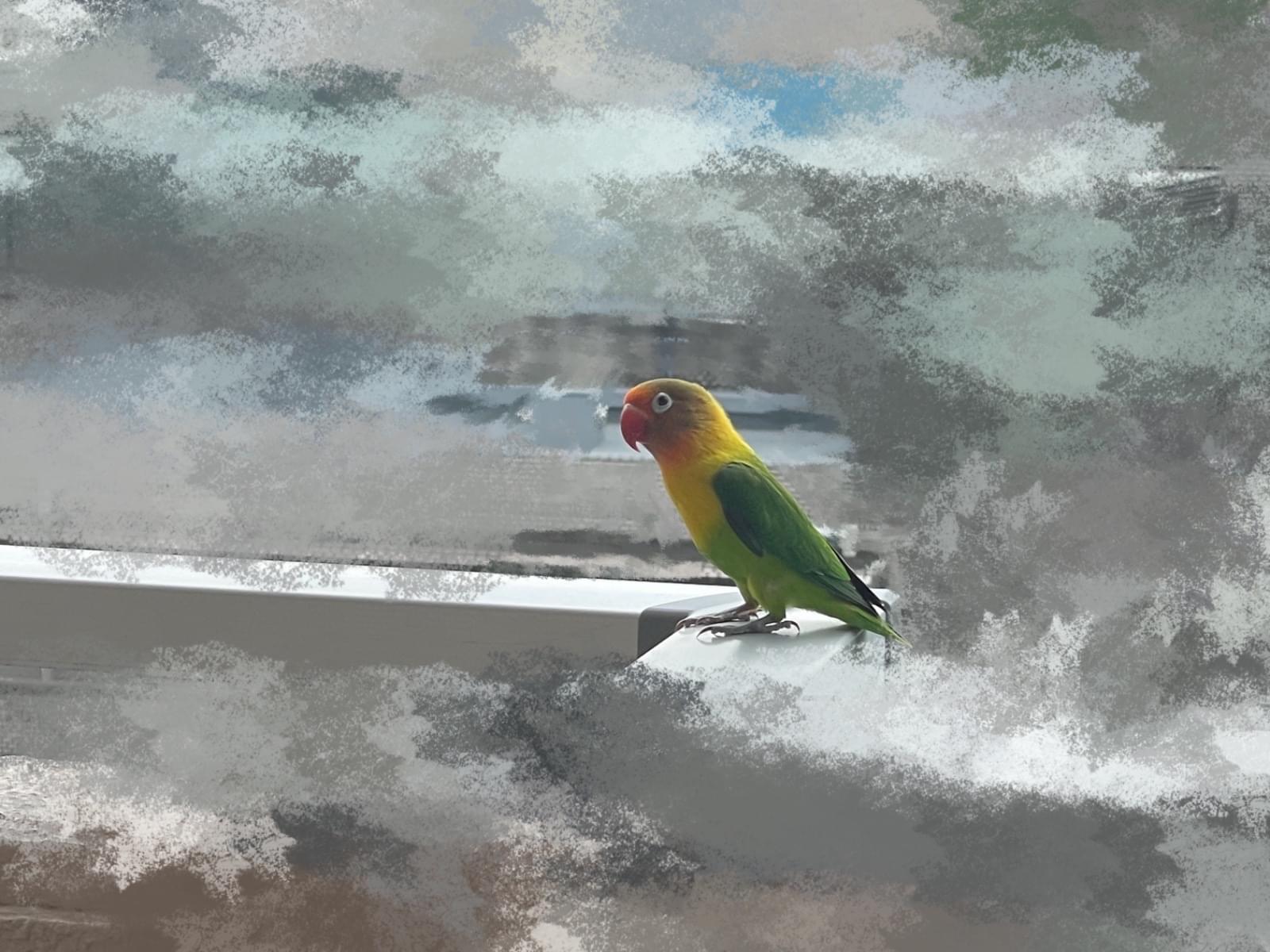 目撃された鳥 目撃された鳥
