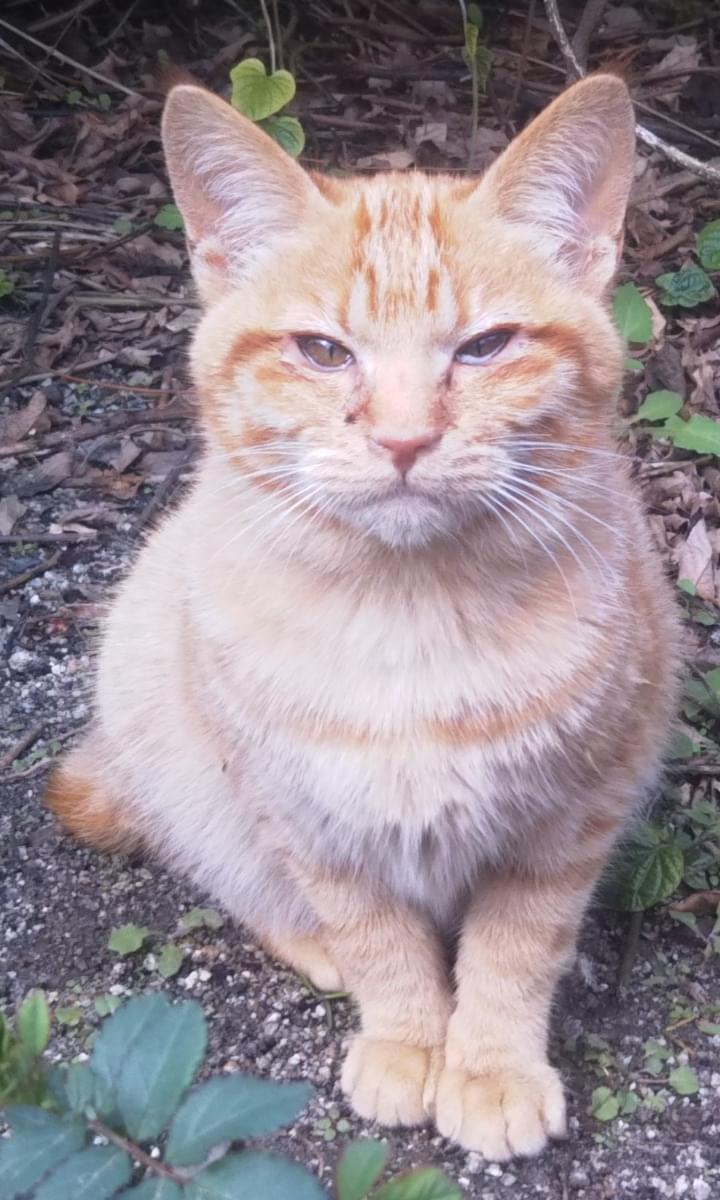 小柄な茶トラのメスが行方不明です